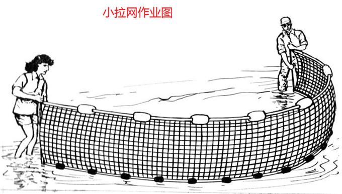 小拉网 无囊小拉网 地拉网